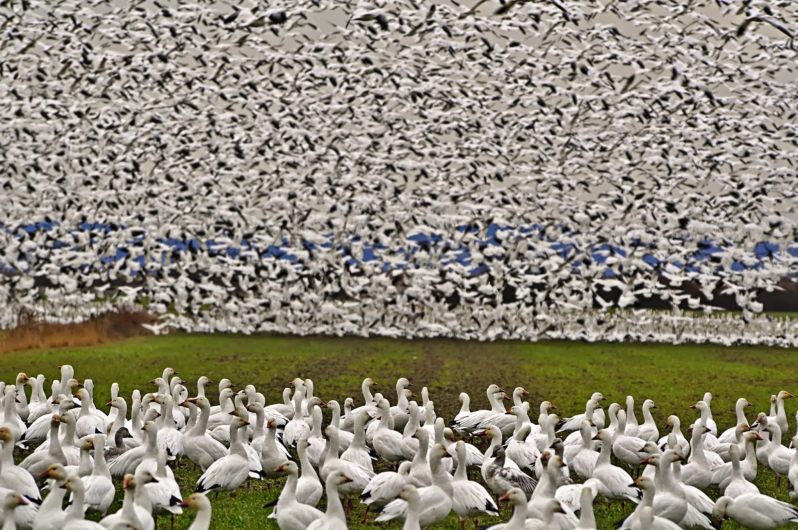 North Texas Snow Goose Hunt north-texas-snow-goose-hunt