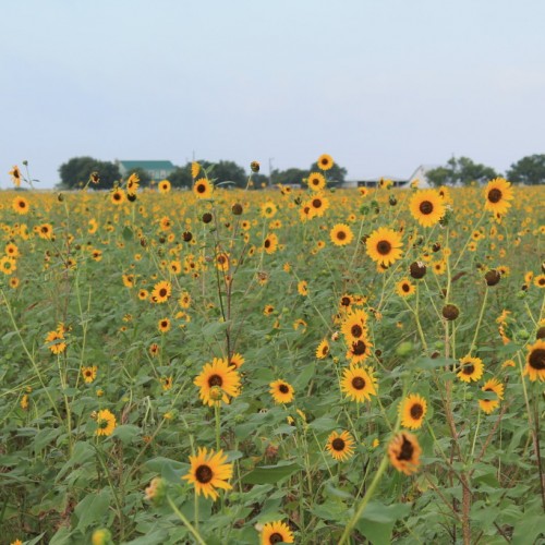 North Texas Corporate Dove Hunts