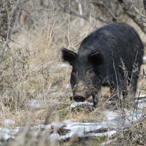 Hog and Pig Hunts in North Texas
