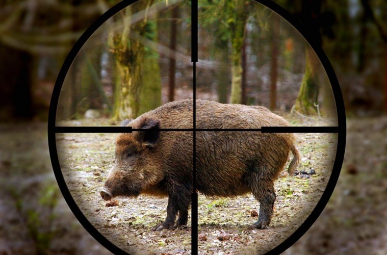 Hog And Pig Hunts In North Texas hog-and-pig-hunts-in-north-texas