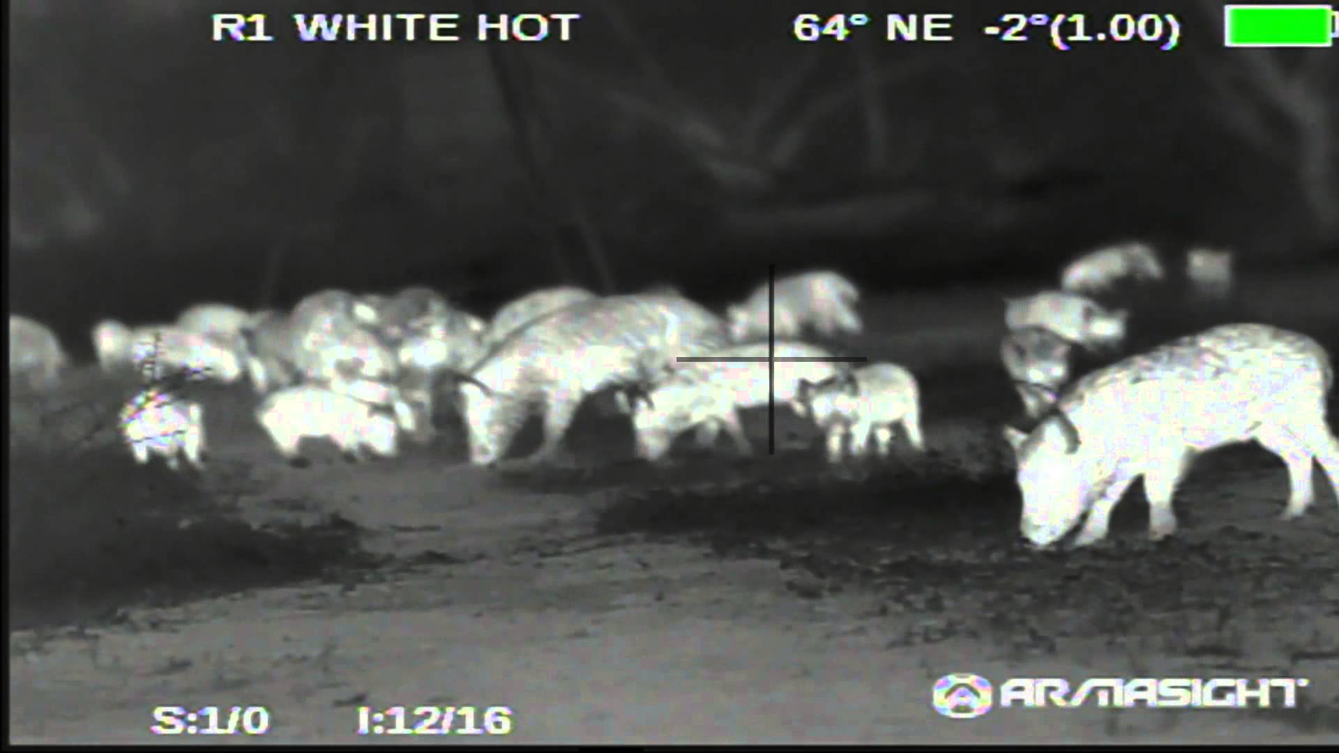 Thermal Hog and Pig Hunts in North Texas