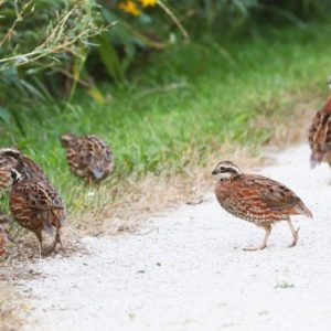 North Texas Quail Hunt - Three Curl Outfitters