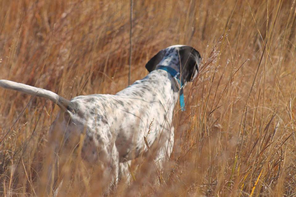 North Texas Quail Hunt - Three Curl Outfitters